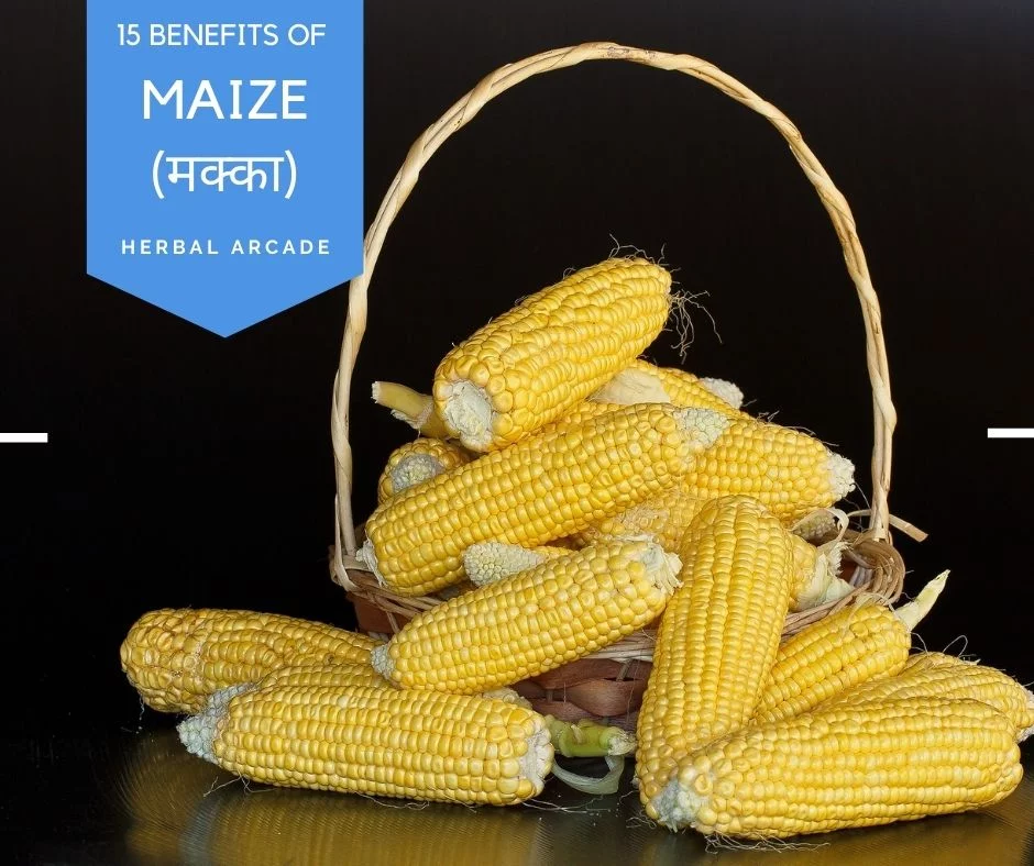 15 benefits of maize, Corn (Herbal Arcade)