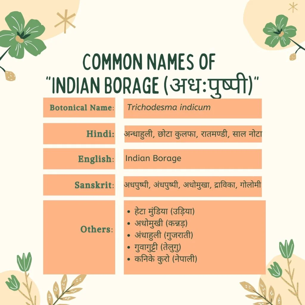 common names of Indian Borage Herbal Arcade