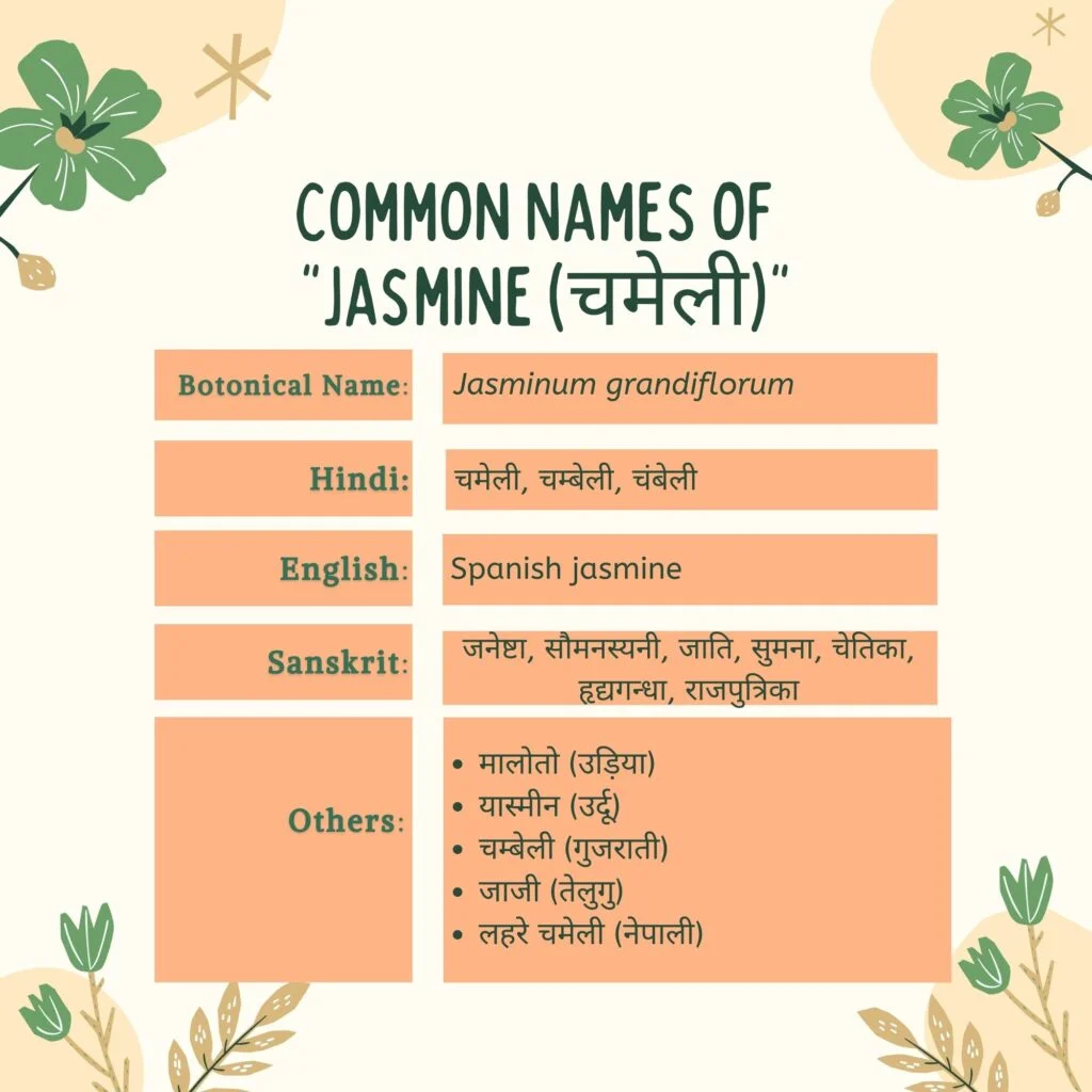 common names of jasmine Herbal Arcade