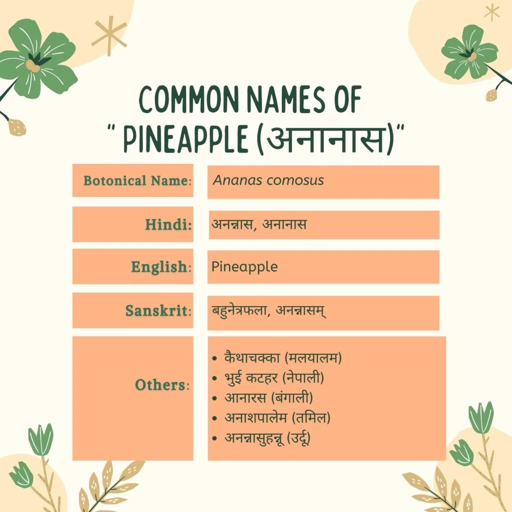 Pineapple common names Herbal Arcade