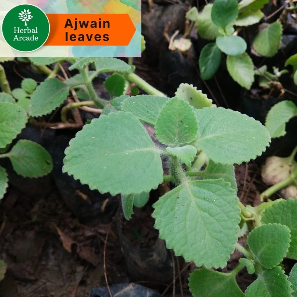 Ajwain Leaves Herbal Arcade