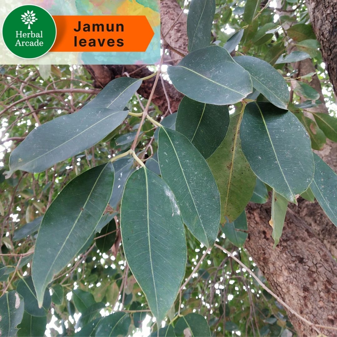 जामुन (Jamun) — Herbal Arcade