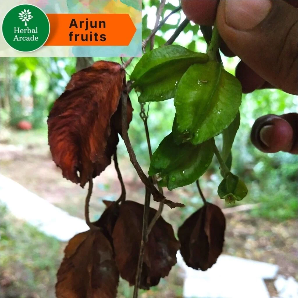 Fruits of Arjun Herbal Arcade