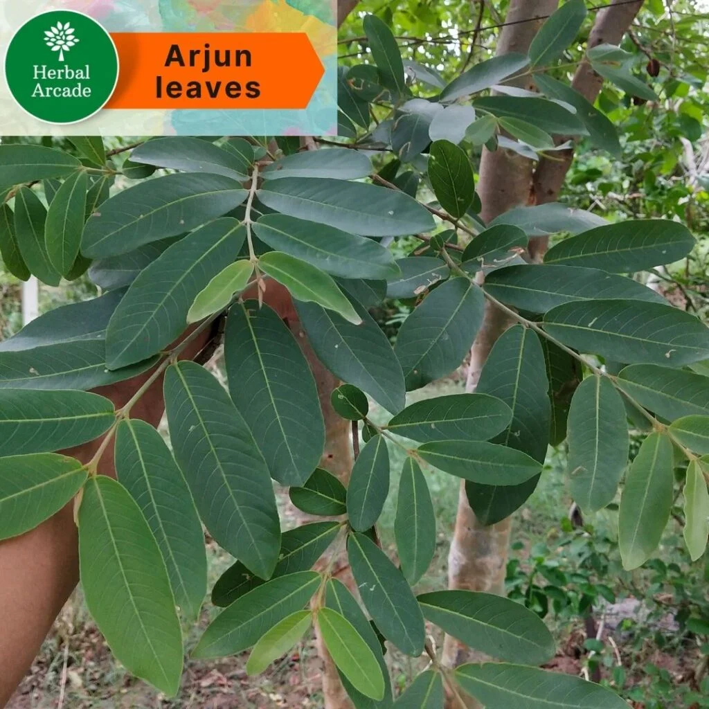 Leaves of Arjun Herbal Arcade