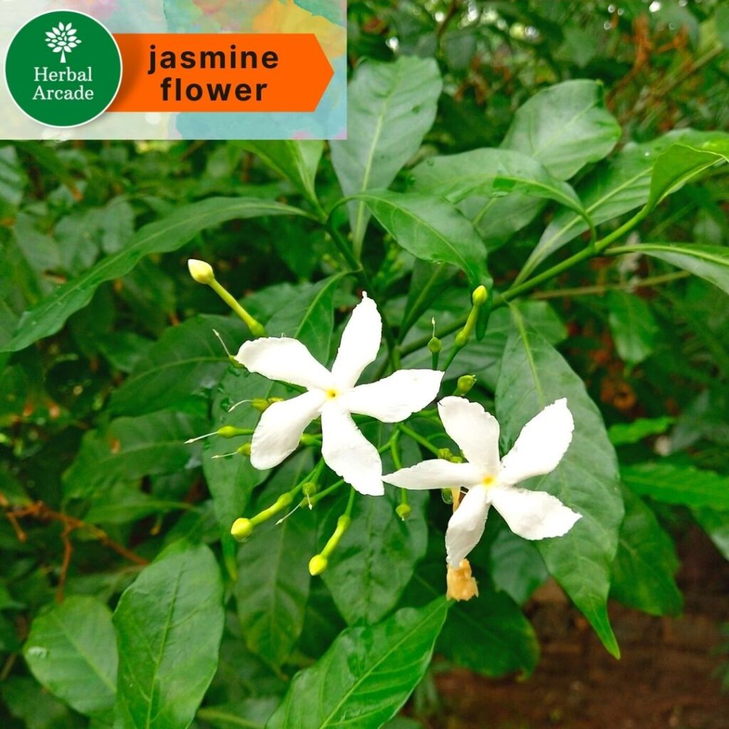 Flower of jasmine Herbal Arcade