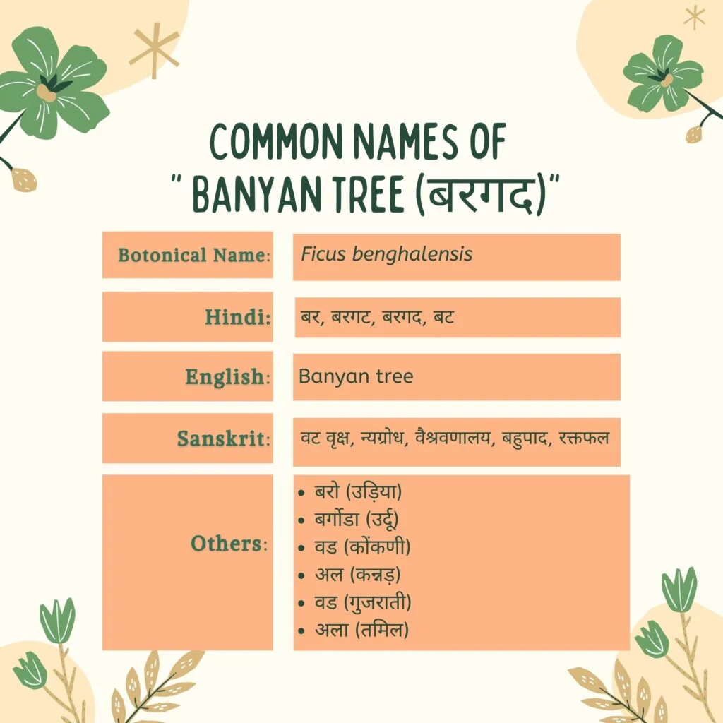 बरगद के सामान्य नाम Herbal Arcade