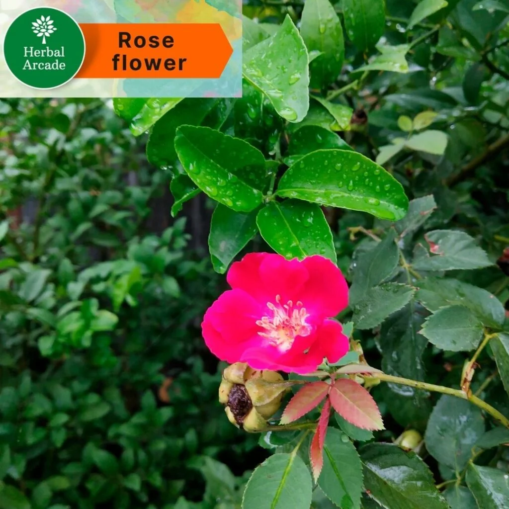 Flower of rose Herbal Arcade