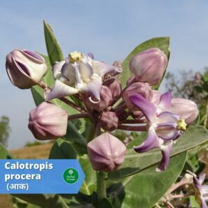 Aak benefits in hindi Herbal Arcade