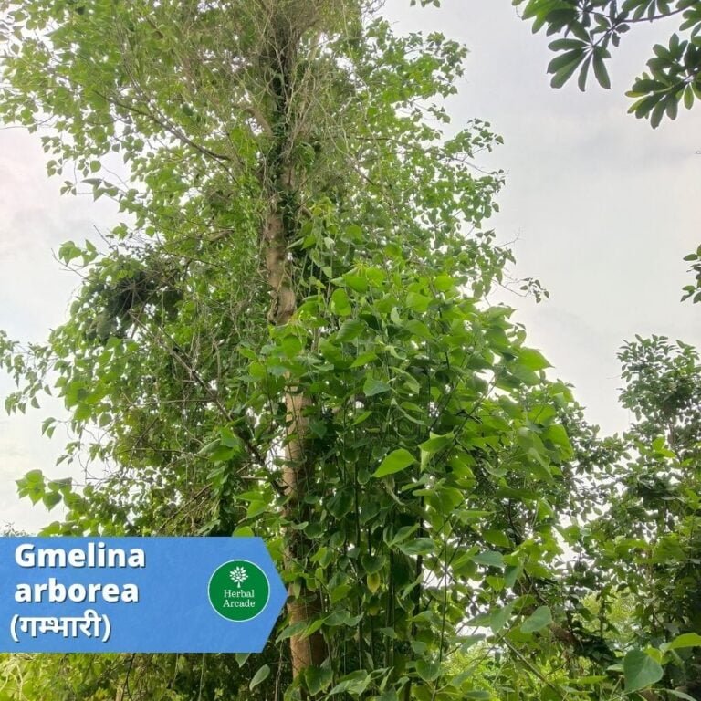 gambhari benefits Herbal Arcade
