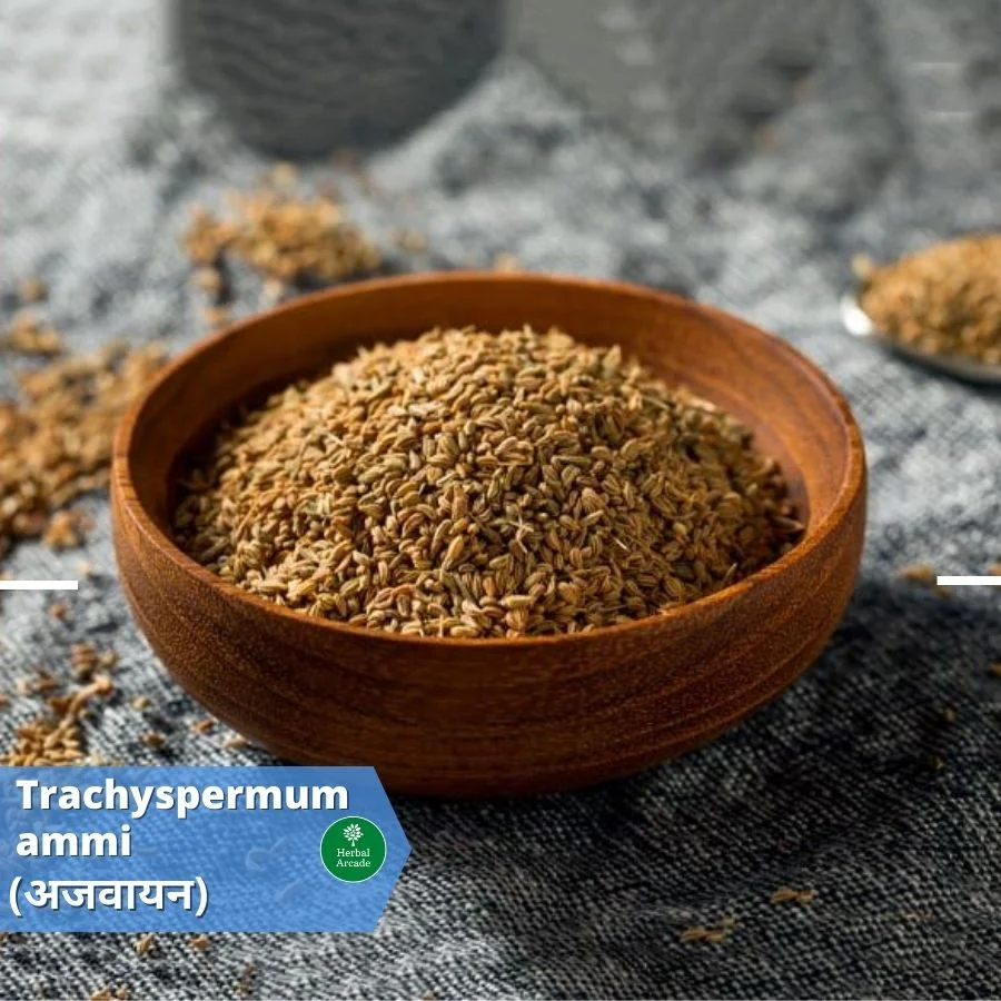 Ajwain benefits in hindi Herbal Arcade