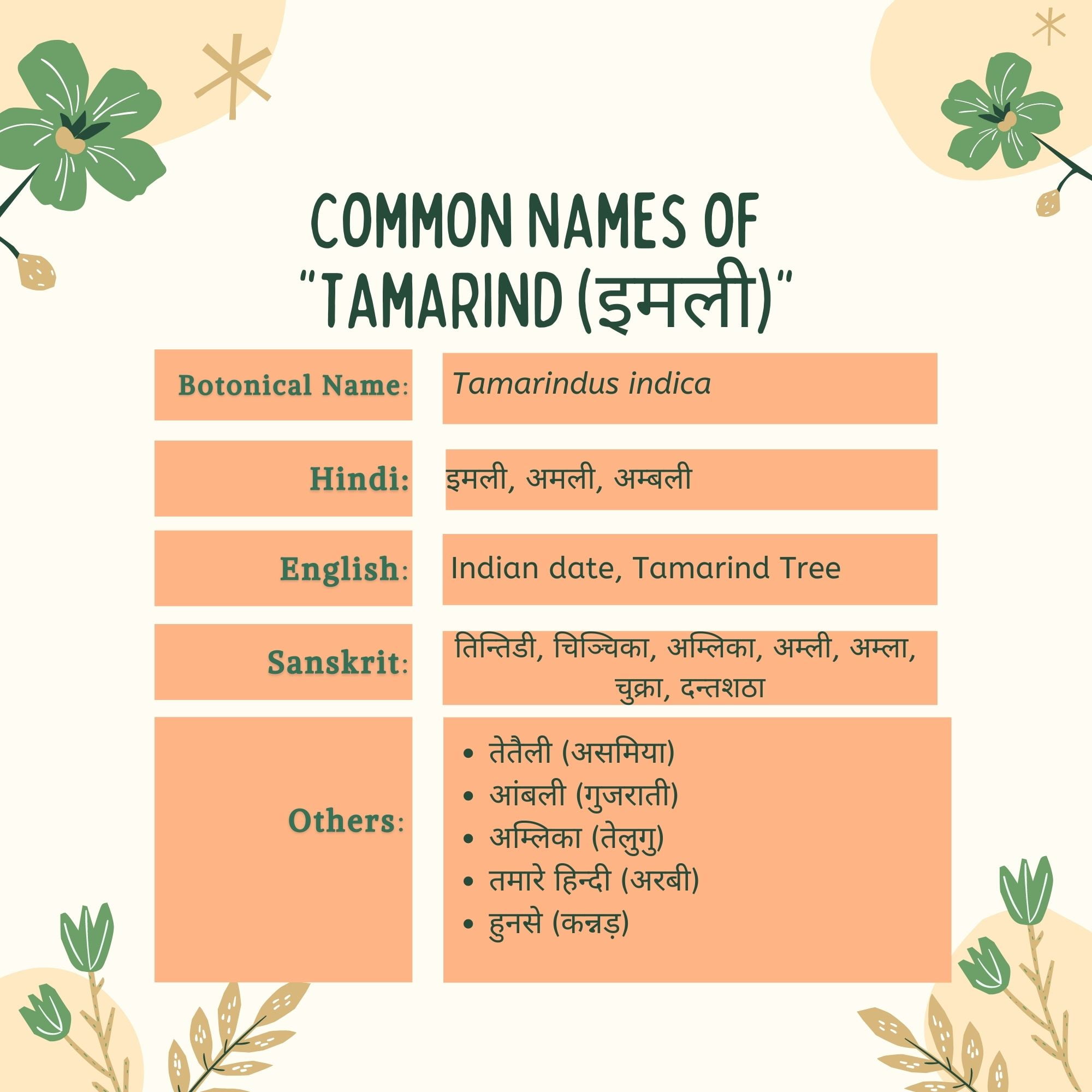 इमली (Imli) इस खट्टी इमली में होते है 20 से ज्यादा रोगों में लाभ