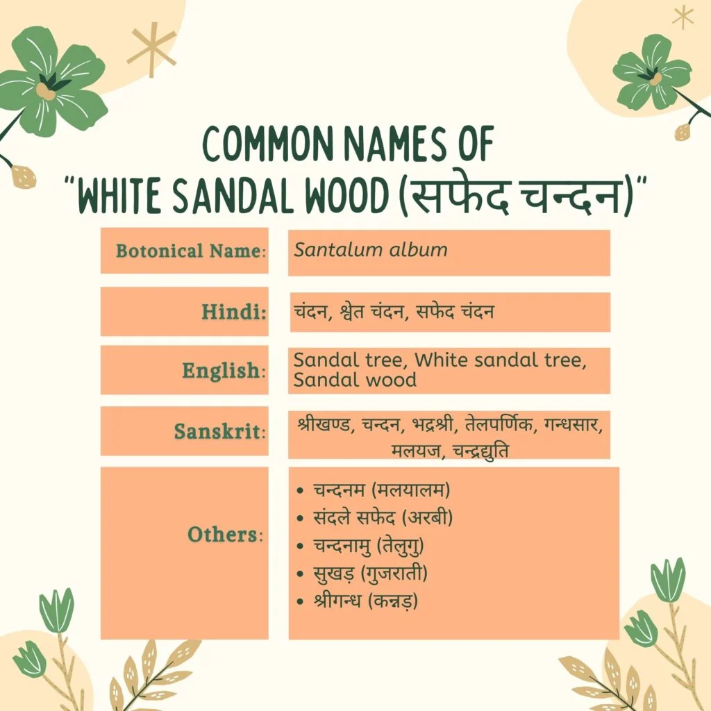 सफ़ेद चन्दन के सामान्य नाम (Safed chandan common names) Herbal Arcade