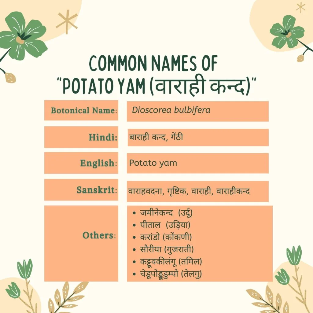 वाराही कन्द के सामान्य नाम (Varahi kand common names) Herbal Arcade