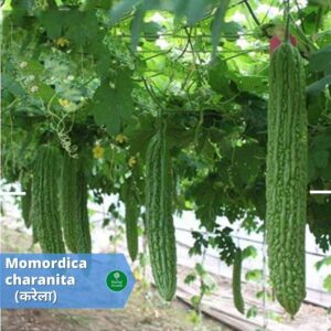 Bitter squash benefits in hindi Herbal Arcade