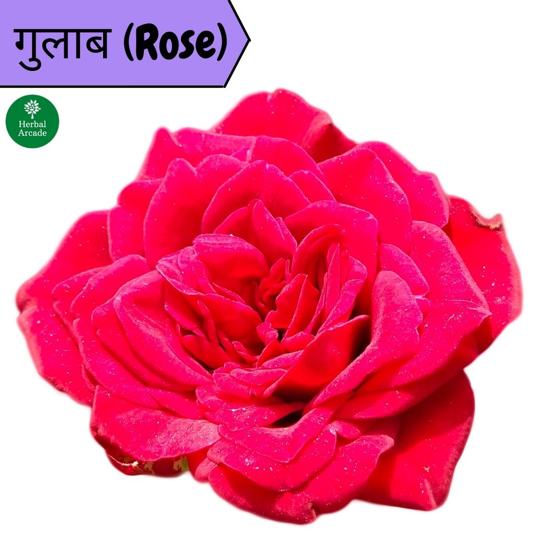 Rose benefits Herbal Arcade