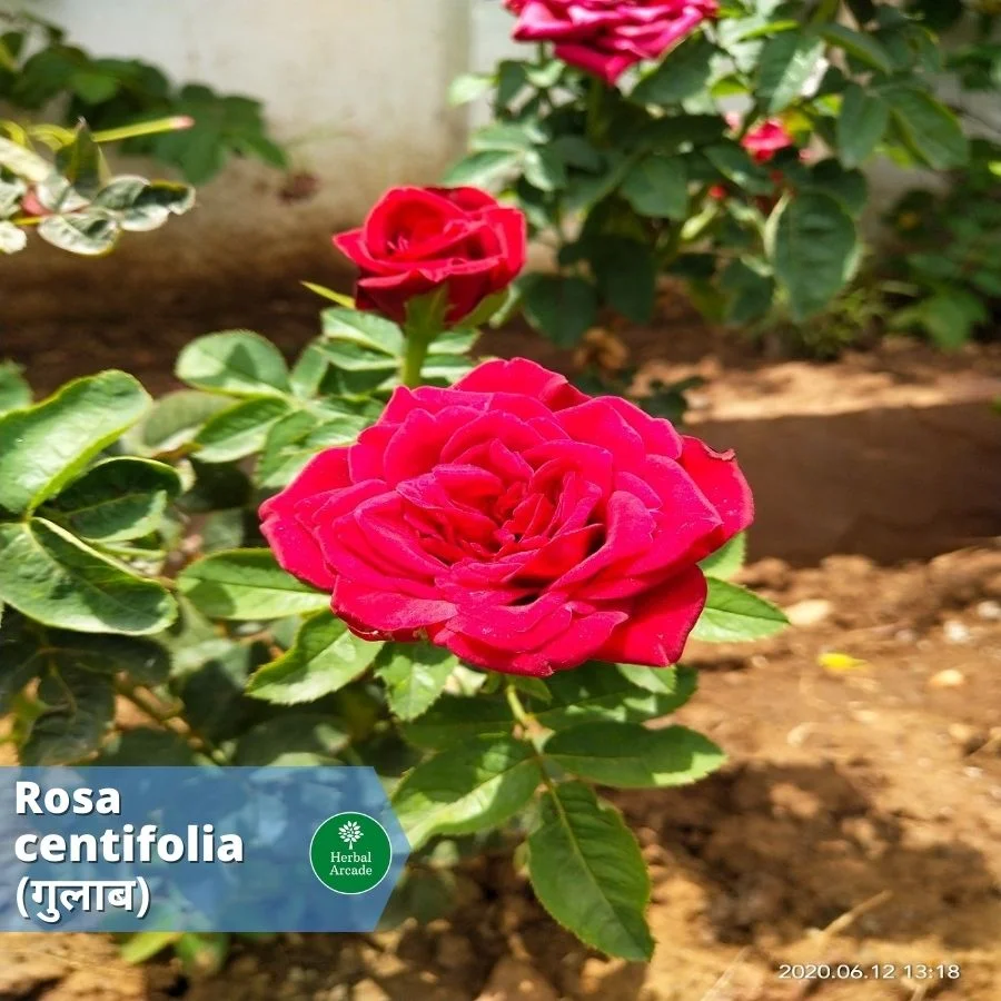 Benefits of rose Herbal Arcade