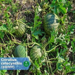 benefits of indrayan Herbal Arcade