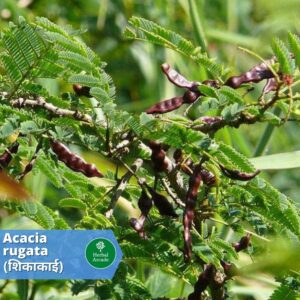benefits of shikakai Herbal Arcade