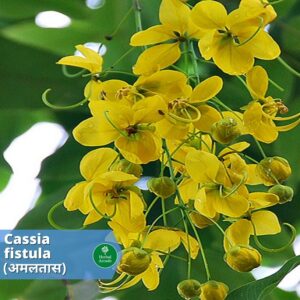 benefits of amaltas Herbal Arcade