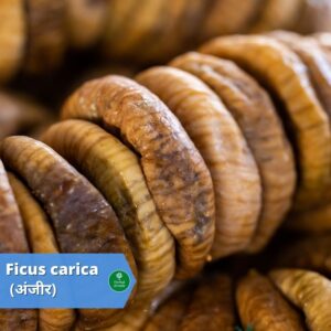 Fig benefits in hindi Herbal Arcade
