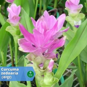 benefits of kachur Herbal Arcade