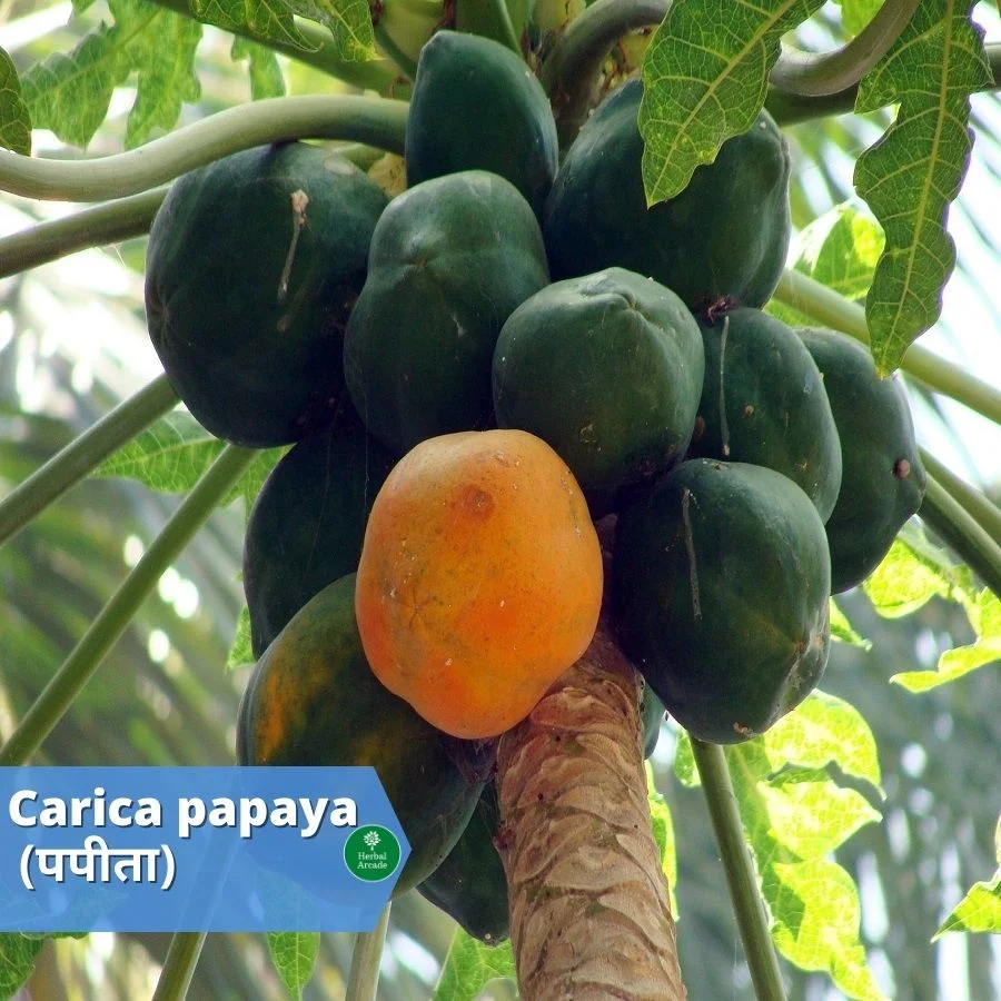 benefits of papaya Herbal Arcade