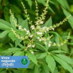 निर्गुंडी (Nirgundi)