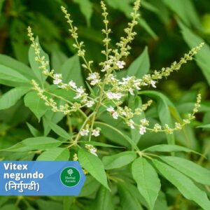 nirgundi benefits Herbal Arcade