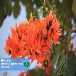पलाश (Palash)