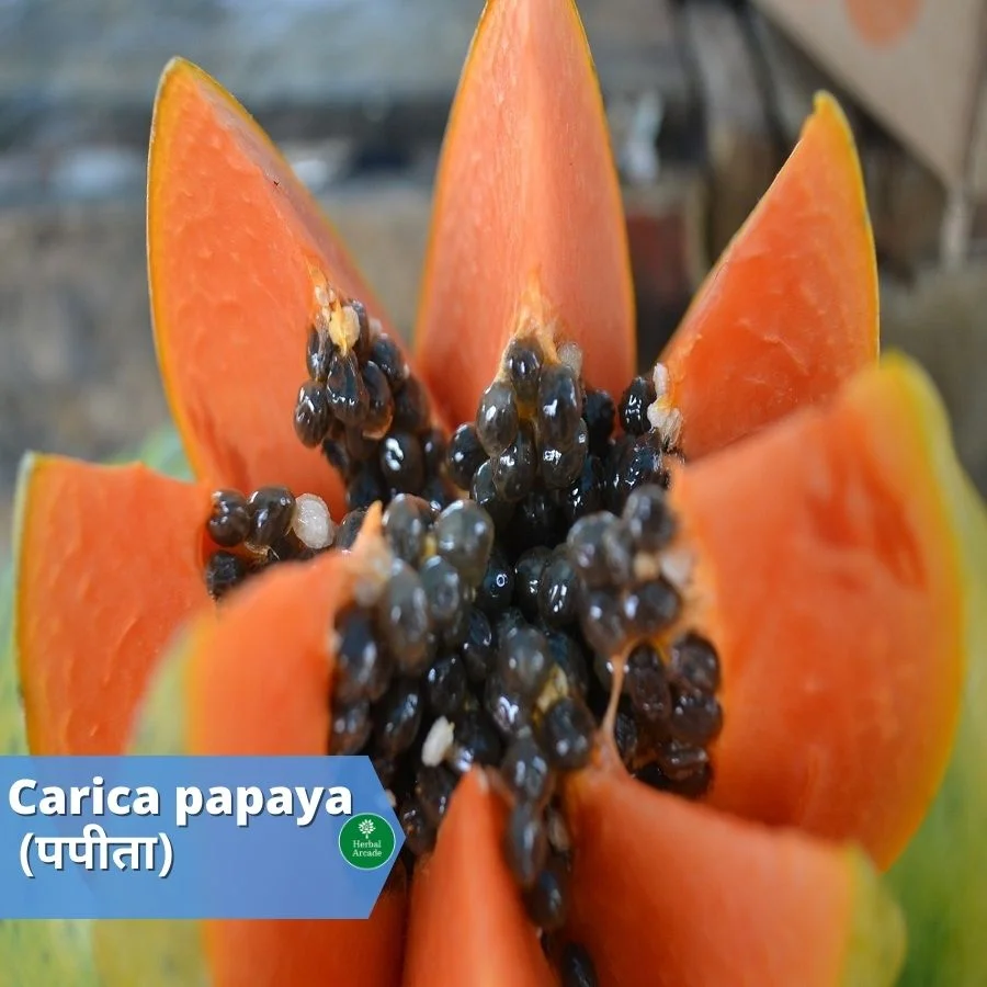 benefits of papaya Herbal Arcade