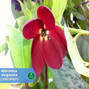 benefits of ulatkambal Herbal Arcade
