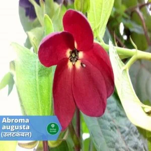 benefits of ulatkambal Herbal Arcade