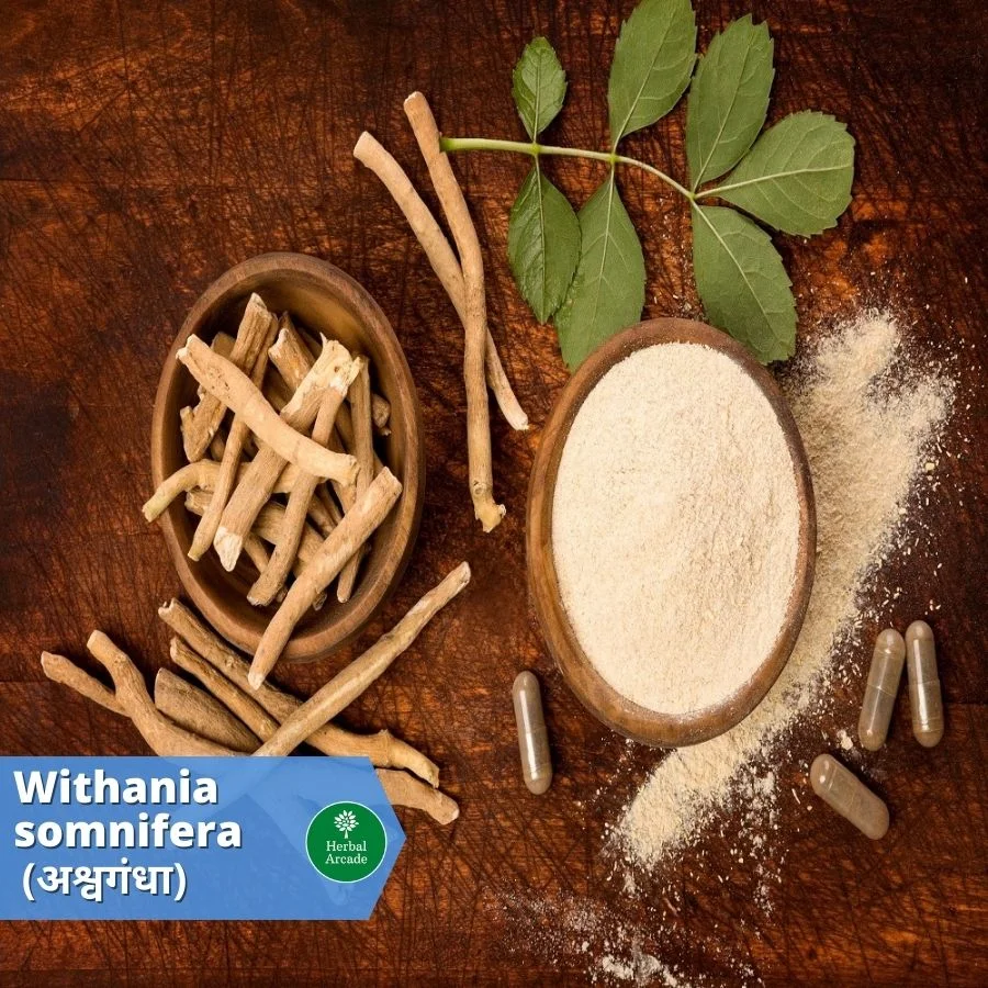 benefits of Ashwagandha Herbal Arcade