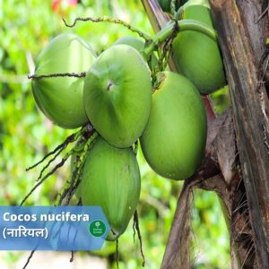 benefits of coconut Herbal Arcade