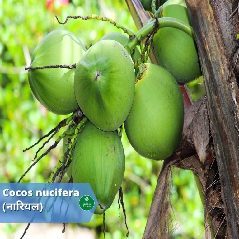 benefits of coconut Herbal Arcade