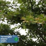 10 Miraculous Medicinal Benefits of Arjun (Terminalia Arjuna) (अर्जुन) | Introduction | Medicinal Benefits | Usage