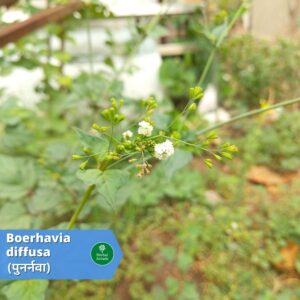 punarnava ke fayde Herbal Arcade
