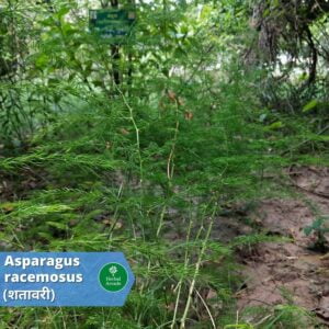 benefits of shatavari Herbal Arcade