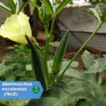 भिण्डी (Bhindi)