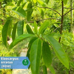 benefits of rudraksh Herbal Arcade