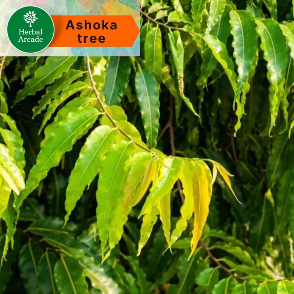 Benefits of Ashoka Herbal Arcade