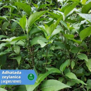 benefits of vasa Herbal Arcade