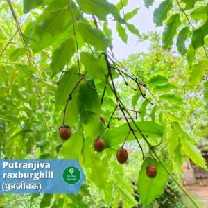 benefits of putrjeevak Herbal Arcade