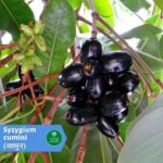 जामुन (Jamun)