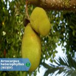 कटहल: आकार और गुण दोनों में धनी है ये फल (Kathal)