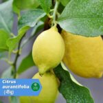 नींबू (Nimbu)