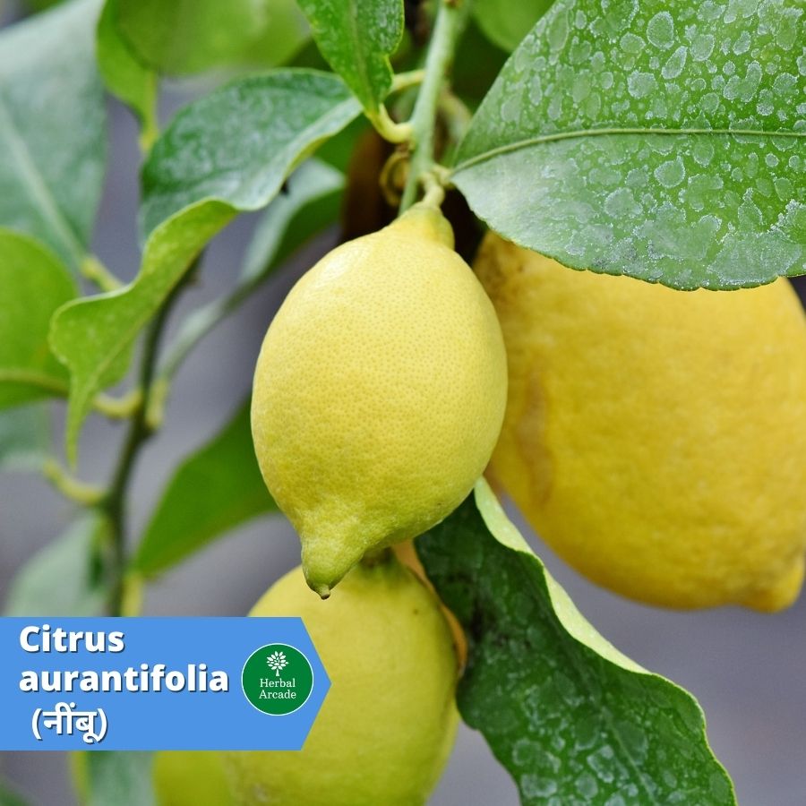 benefits of lemon Herbal Arcade
