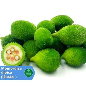 benefits of kikoda Herbal Arcade