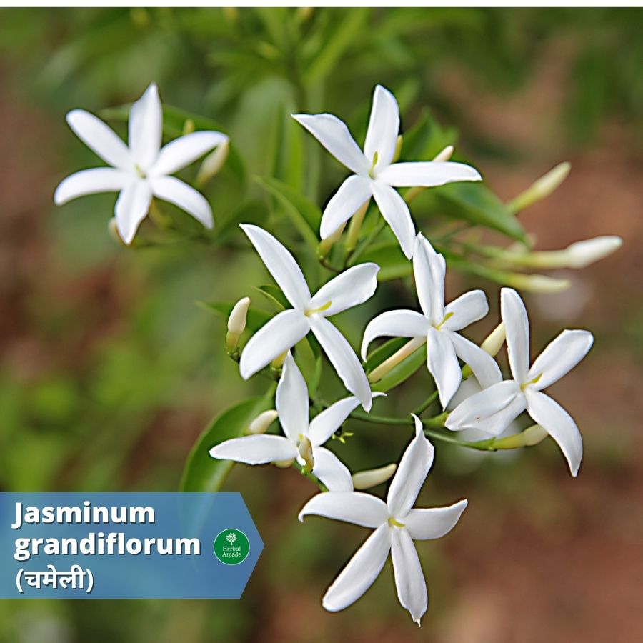 jasmine benefits in hindi Herbal Arcade