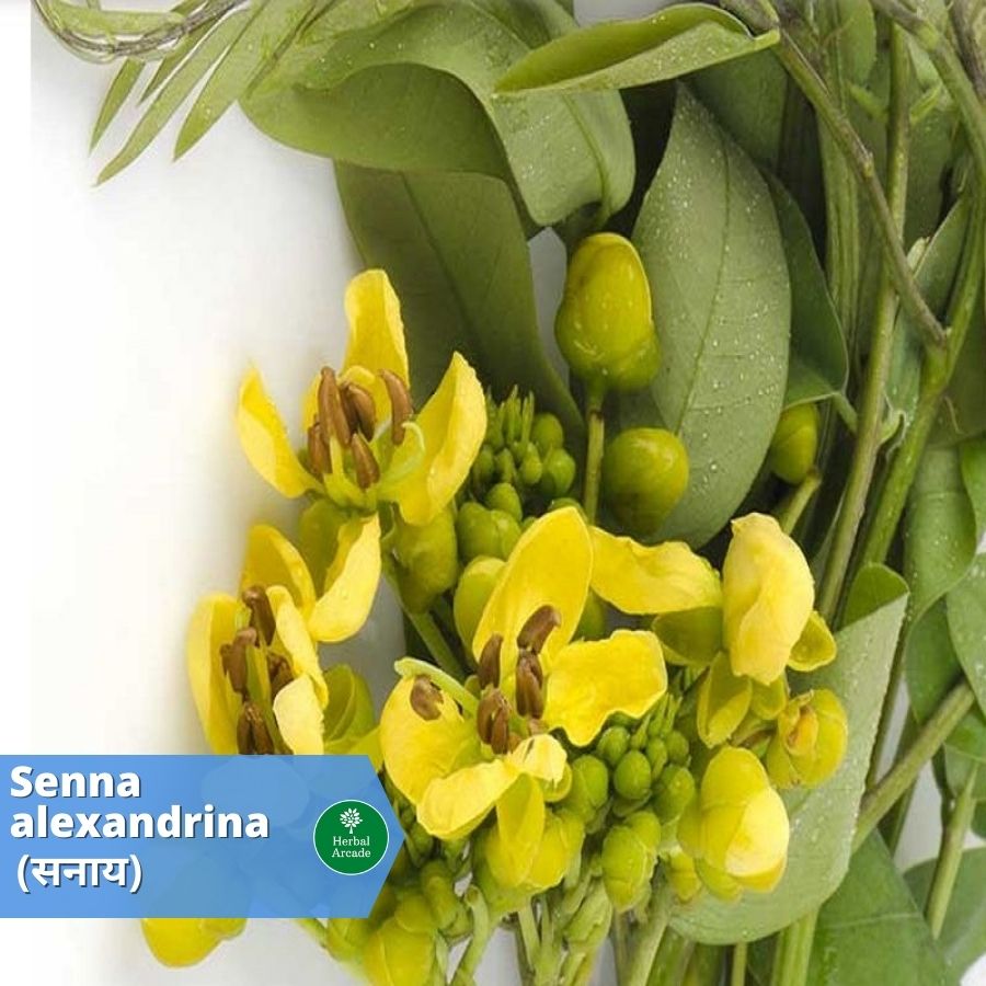 benefits of sannai Herbal Arcade